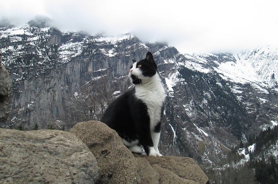 Gato salva homem perdido e com pé torcido nos Alpes