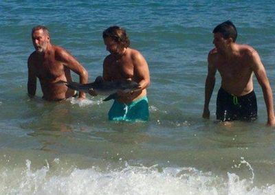 Turistas tiram golfinho do mar por fotos e animal morre