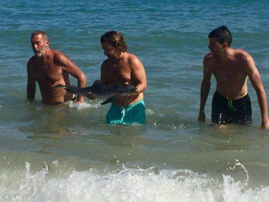 Turistas tiram golfinho do mar por fotos e animal morre