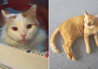 Mulher morre e deixa sua fortuna de herança para dois gatos