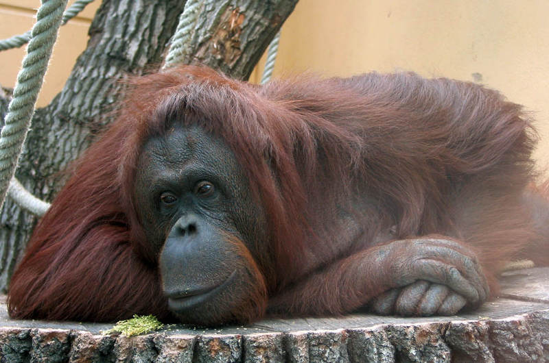 Tráfico sexual de orangotangos é denunciado por ONG