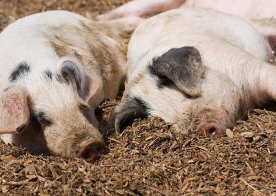 Estudo de transplante de porcos para humanos avança