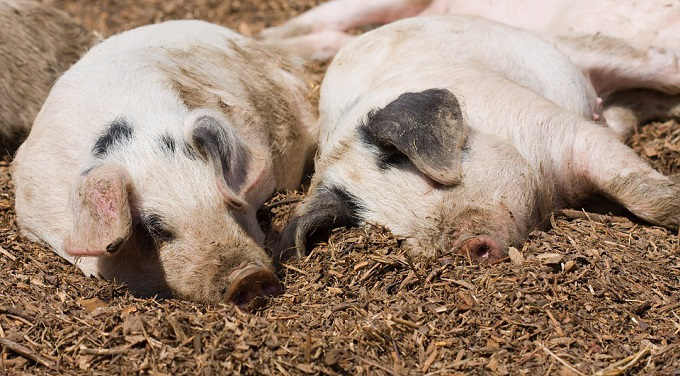 Estudo de transplante de porcos para humanos avança