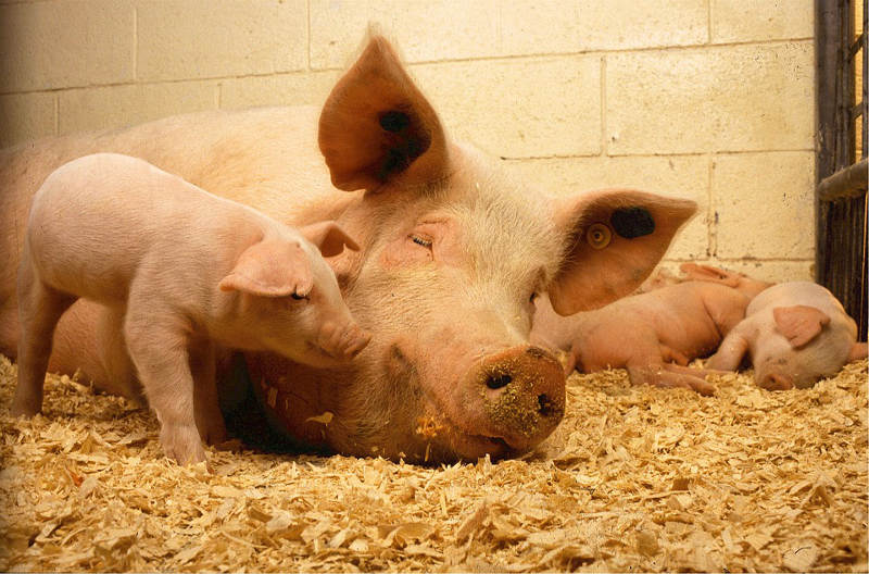 Bombeiros salvam porcos e ganham linguiça feita com animais de recompensa