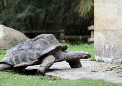 Tartaruga gigante foge pela porta da frente de zoológico