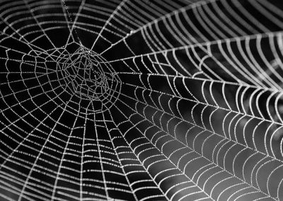 Médicos reparam dano no coração com teia de aranha