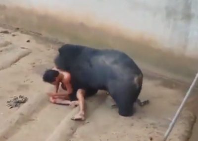 Homem provoca urso e é atacado por animal