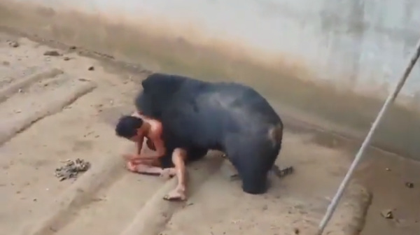 Homem provoca urso e é atacado por animal