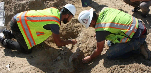 Escavações encontram fósseis de dinossauros de 66 milhões de anos