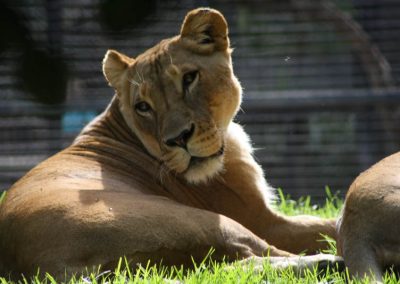 Veterinários investigam caso de leoa que criou juba