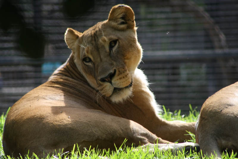 Veterinários investigam caso de leoa que criou juba