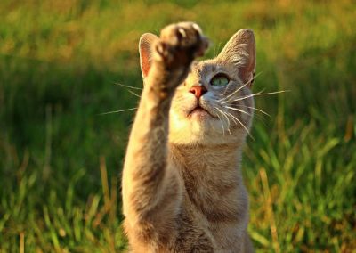 Homem perde ereção por conta de arranhão de gato