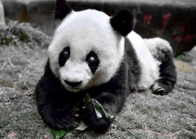 Panda mais velha do mundo morre aos 37 anos