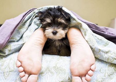 Dormir com animal de estimação pode melhorar o sono