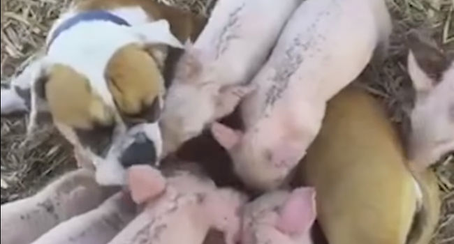 Cadela adota e amamenta filhotes de porcos perdidos