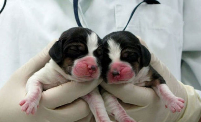 Empresa oferece clonagem a donos de PETs que já morreram