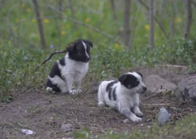 Ação tenta salvar cães abandonados em Chernobyl