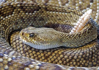 Estudo brasileiro busca usar soro de cascavel contra o câncer de mama