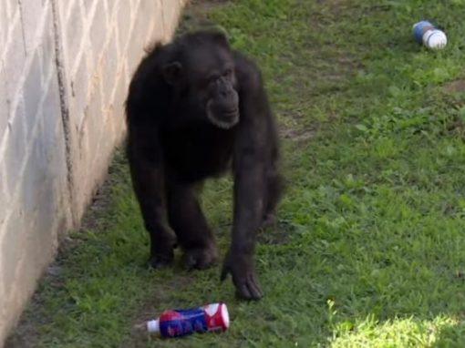 Chimpanzé recebe habeas corpus na Justiça e vem viver no Brasil