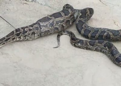 Cobra regurgita galinha e pato após ser capturada