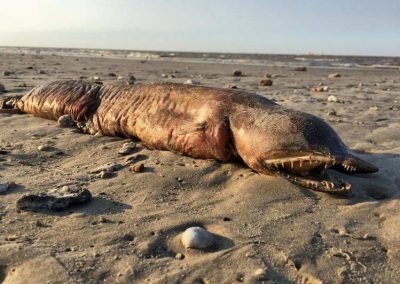 Animal marinho de espécie desconhecida é revelado em praia após furacão Harvey