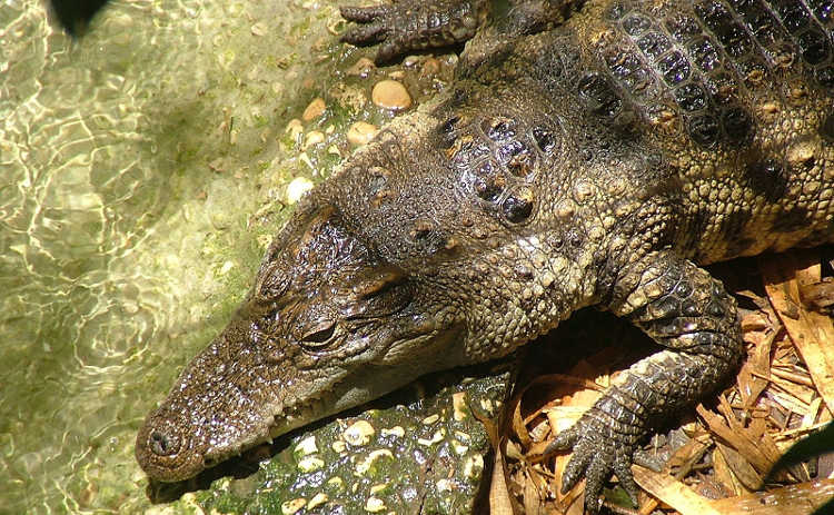Fuga em massa de crocodilos termina com super operação de resgate