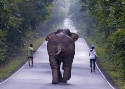 Insistindo em fazer selfie com elefante, casal acaba perseguido por animal