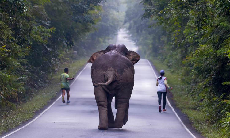 Insistindo em fazer selfie com elefante, casal acaba perseguido por animal
