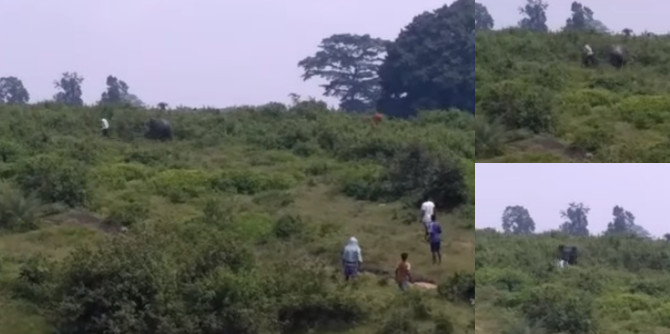 Ao tentar fazer selfie com elefante, homem acaba perseguido e morto por animal