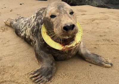 Após 6 meses de tentativas, foca é socorrida por ferimento por plástico