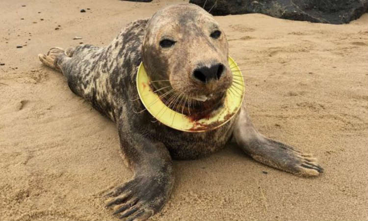 Após 6 meses de tentativas, foca é socorrida por ferimento por plástico