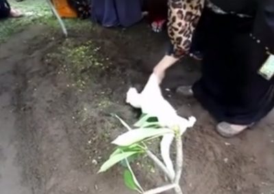 Vídeo de gato que ‘se recusa a sair’ de enterro emociona internautas