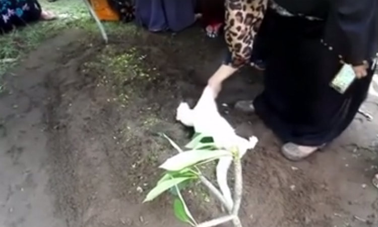 Vídeo de gato que ‘se recusa a sair’ de enterro emociona internautas