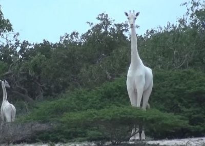 Raras girafas brancas são filmadas pela 1ª vez