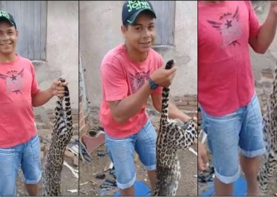 CPRH apura denúncia por vídeo de abate de felino ameaçado de extinção, no interior