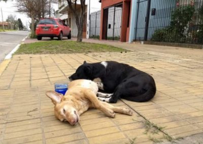 Cão passa noite “velando” cadela companheira atropelada