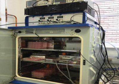 Cientistas criam osso em laboratório pela primeira vez