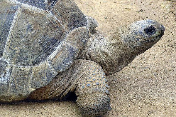 Em busca de “namorada”, tartaruga foge de casa e percorre 10km até zoo