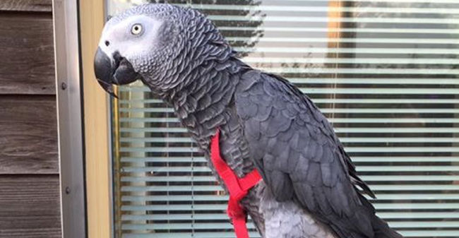Imitando voz de dona, papagaio realiza compras na Amazon