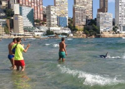 Turistas filmam tubarão nadando ao lado de banhistas