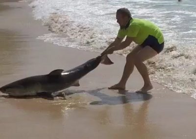 Homem tenta salvar tubarão arrastando-o ao mar apenas com as mãos