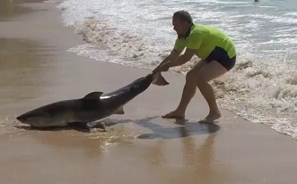 Homem tenta salvar tubarão arrastando-o ao mar apenas com as mãos