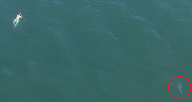 Homem foge da polícia pelo mar e nada com tubarão