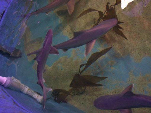 Polícia encontra piscina com tubarões em porão de casa