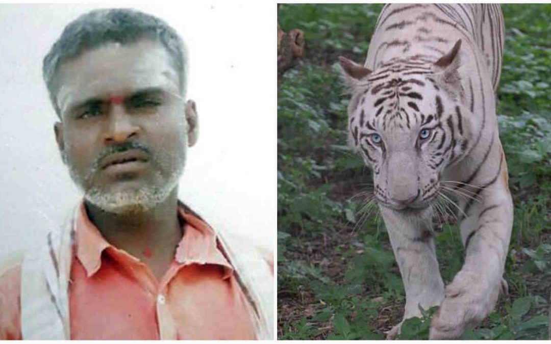 Funcionário de zoológico morre ao ser atacado por filhotes de tigres brancos