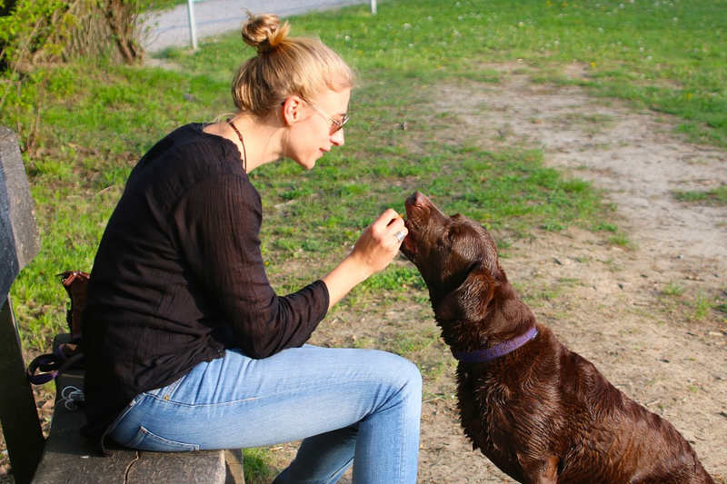 Cães tentam se comunicar com humanos por expressão facial
