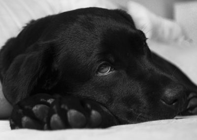 Animais de donos fumantes podem ter vida mais curta