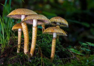 Cogumelos alucinógenos podem ajudar contra depressão
