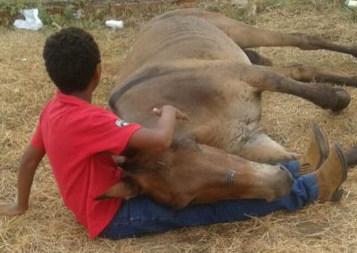 Abandonado por dono após quebrar patas, burro é consolado por menino