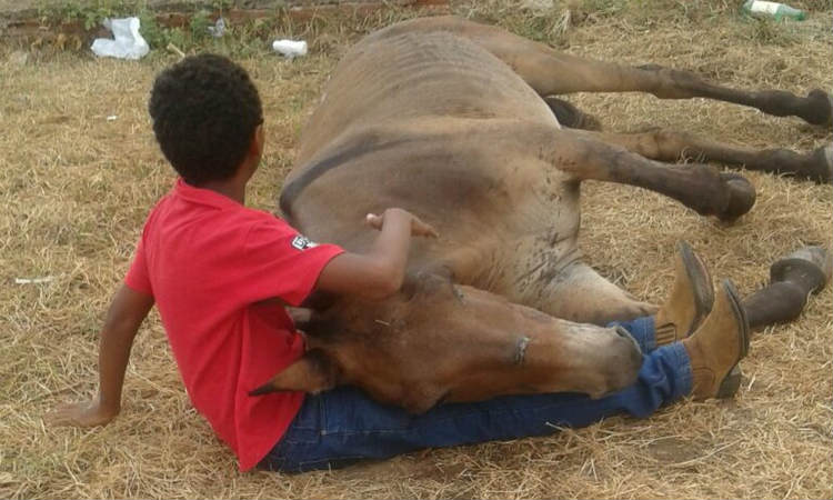 Abandonado por dono após quebrar patas, burro é consolado por menino